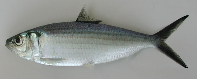 Sardinella maderensis (Lowe, 1838)